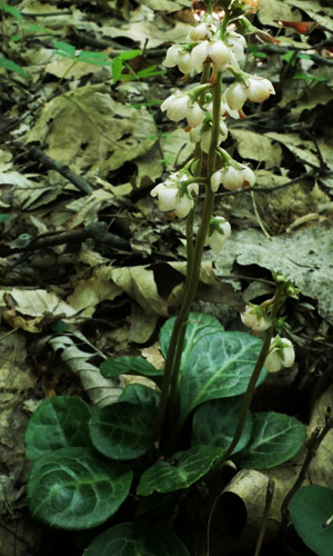 Pyrola americana - Pyrola rotundifolia  - Roundleaf Pyrola, plant, flower,stem,leaf 